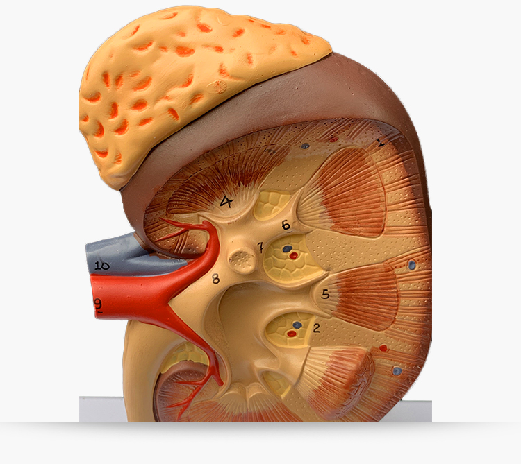 肾小体模型图图片