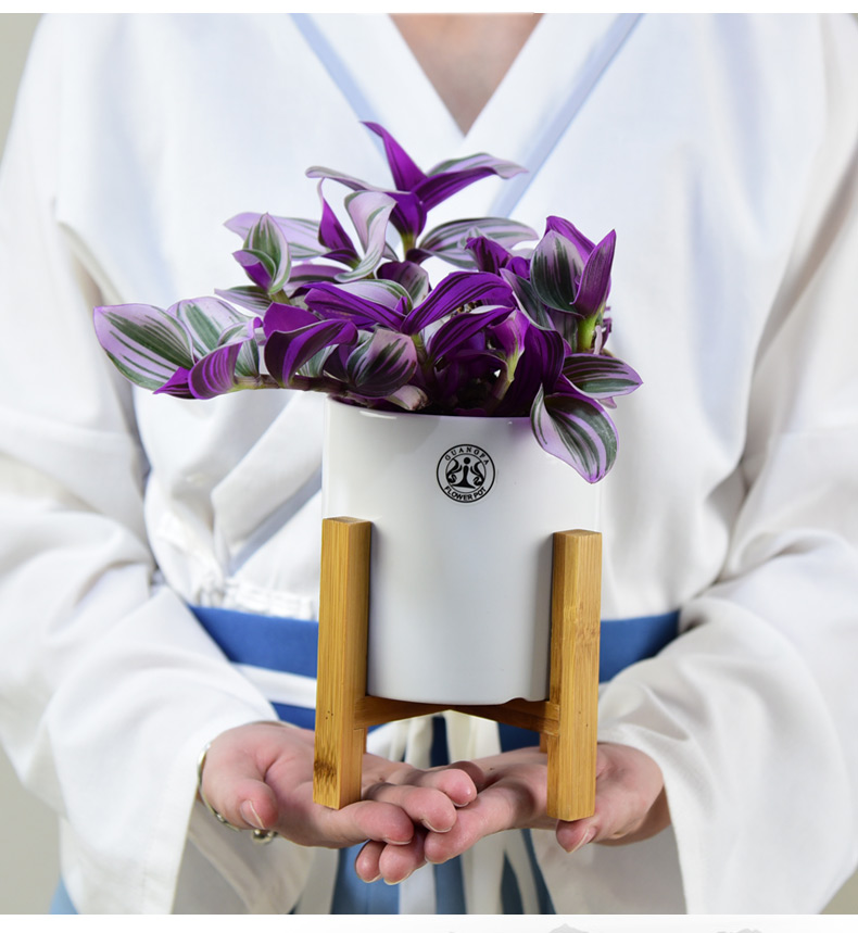 荷兰油画婚礼吊兰锦花卉进口植物室内垂吊盆栽好养易活四季小绿植一盛