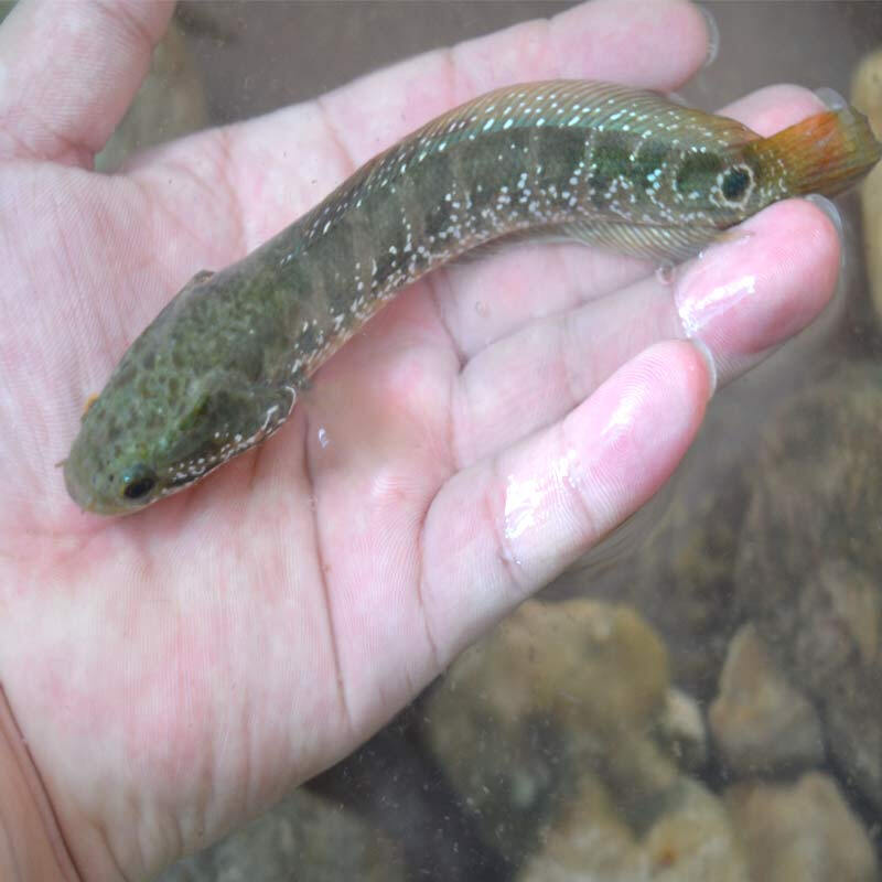 【京東推薦】精選七星魚冷水雷龍魚苗觀賞魚淡水小型不打氧好養放生