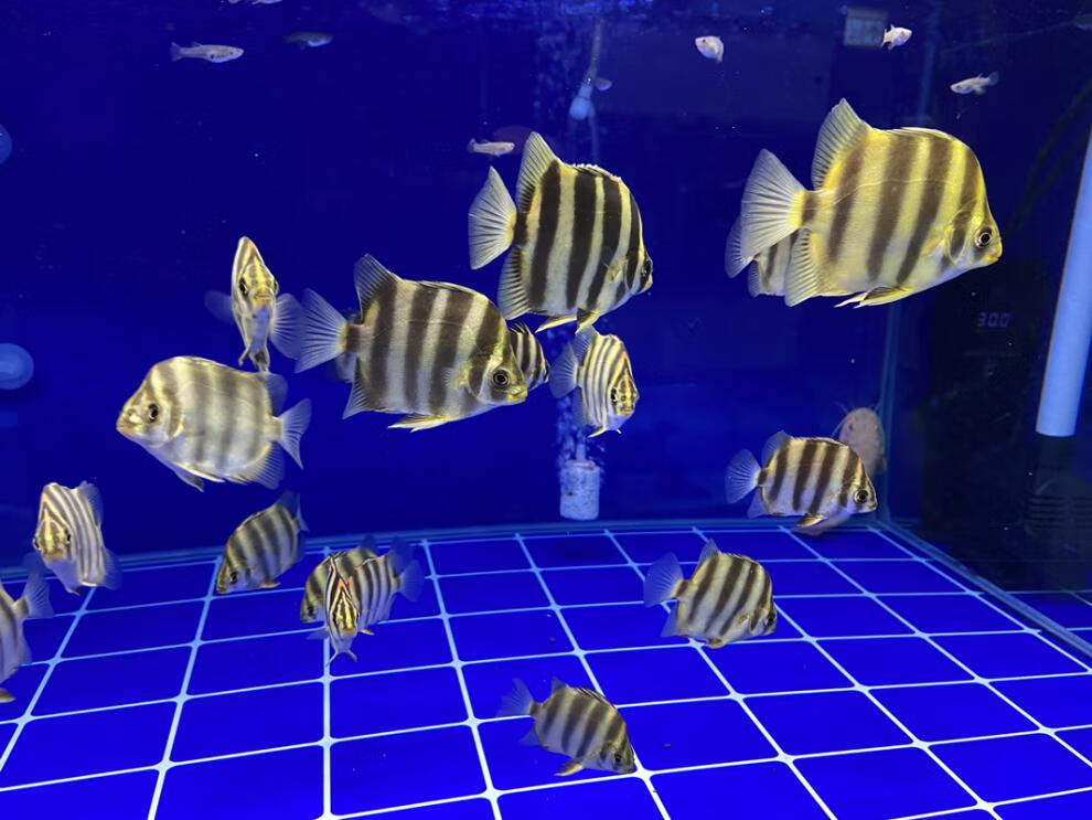 精品非洲金鼓鱼金古鱼高端中层配鱼长明四纹虎龙鱼淡水热带观赏鱼采缇