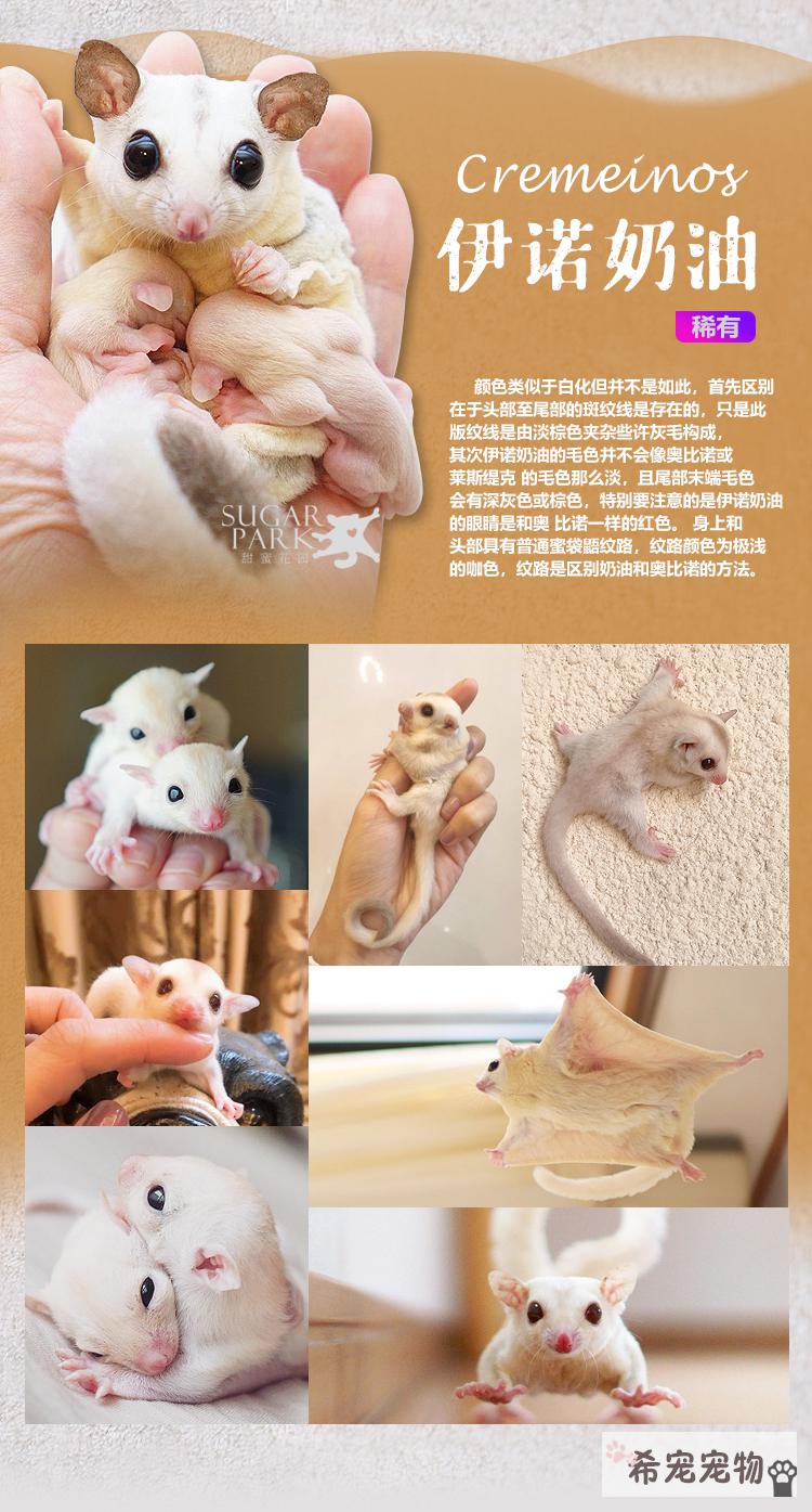 澳洲蜜袋鼯活物异宠蜜袋鼬鼠网红抖音滑翔口袋小飞鼠白脸包活幼崽