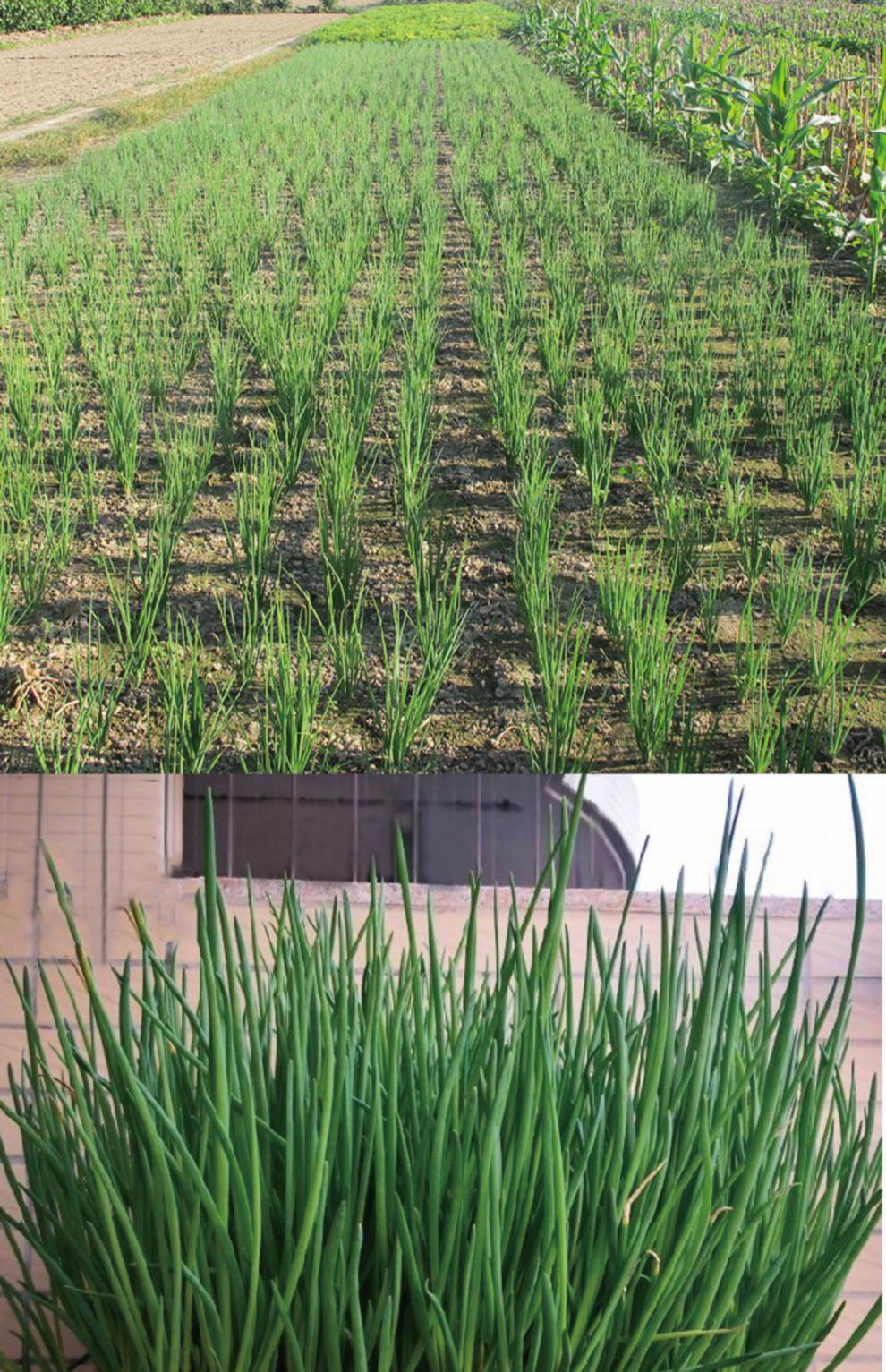 葱种籽香葱头红头葱籽老火葱头种子四季小香葱种阳台种菜蔬菜种苗 红