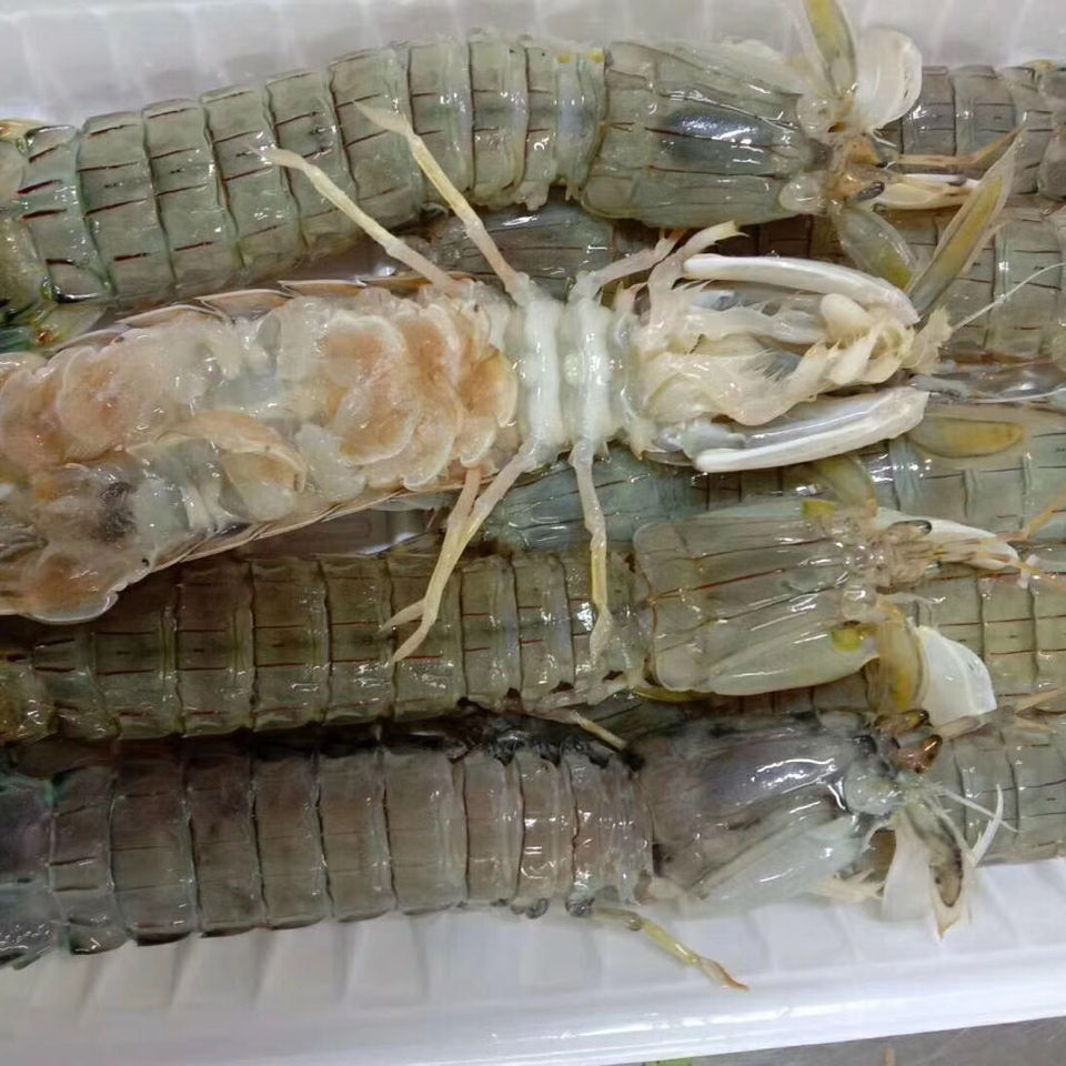 丹东特产东港腌虾爬子腌制皮皮虾腌制海鲜赖尿虾盐琵琶虾公母混合sn