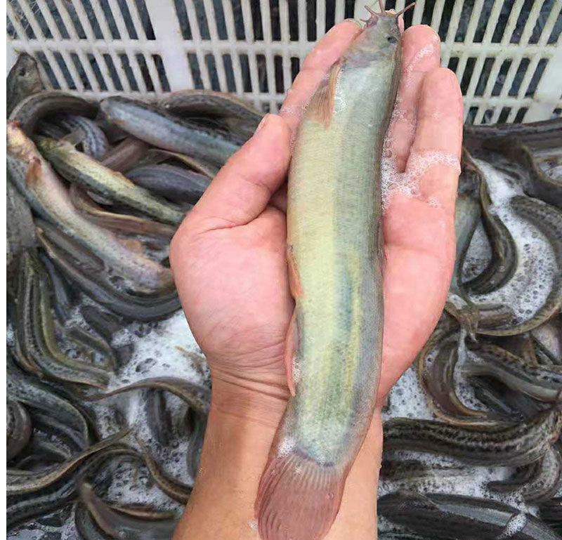 大泥鳅肉食用水产青鳅黄鳅活体喂宠物鲜活新鲜现杀昌盛隆5斤大泥鳅