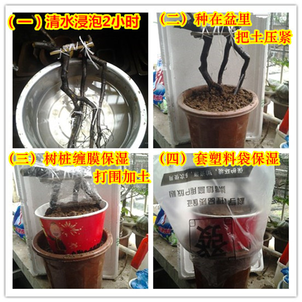 金弹子组 树桩盆景 金蛋子母桩 血红圆果 葫芦花生柿饼果血钻 米白色