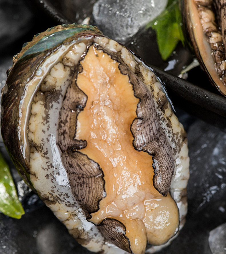 jd物流新鲜鲍鱼鲜活1020头鲍鱼大个新鲜海捕超大鲍鱼海鲜水产鲍鱼团建