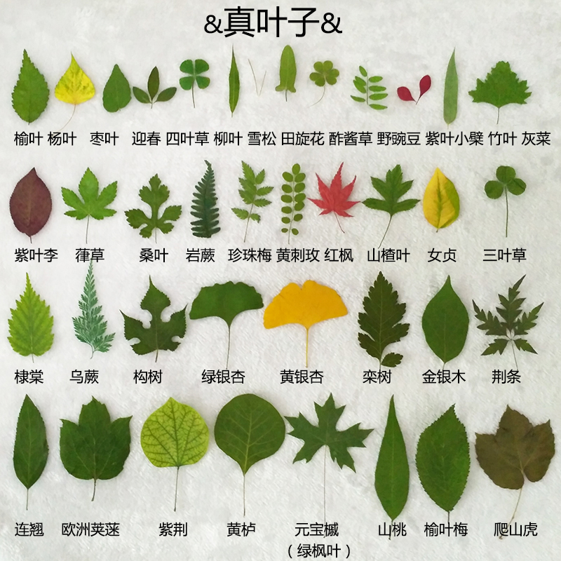 红枫叶四叶草塑封红叶书签干叶画植物干树叶标本落叶画形状8种不同的