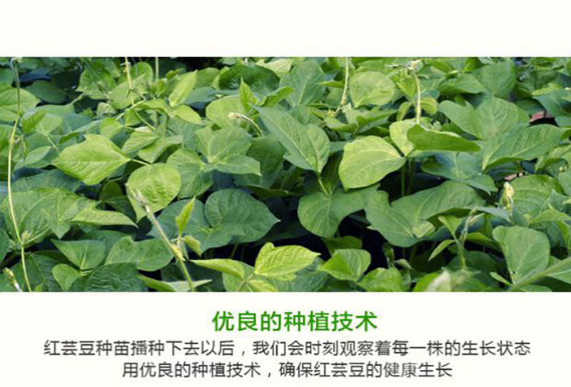 云南大红豆5红腰豆红芸豆红芸豆五谷杂粮豆做酸菜红豆干豆4斤