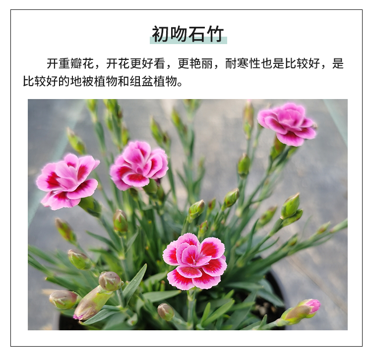 高山石竹初吻欧石竹粉贝耐寒庭院耐热地被初吻石竹带盆栽好