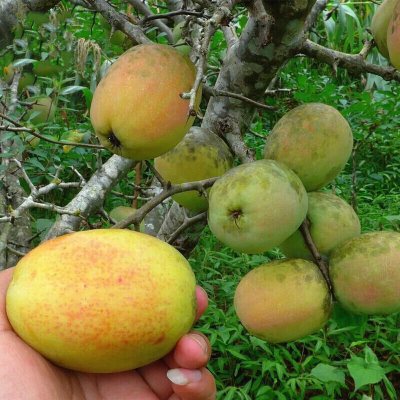 云南酸木瓜5斤云南特产新鲜酸脆水果农家红花木瓜刺木瓜1斤装1斤