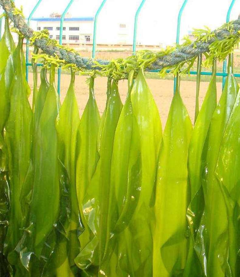 干货烘干压缩海带苗饼嫩裙带菜即食泡发海带片裙边菜丝50片装