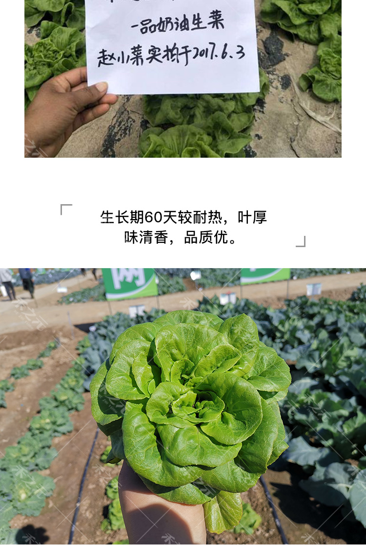 索玛奶油生菜10g原装源自意大利