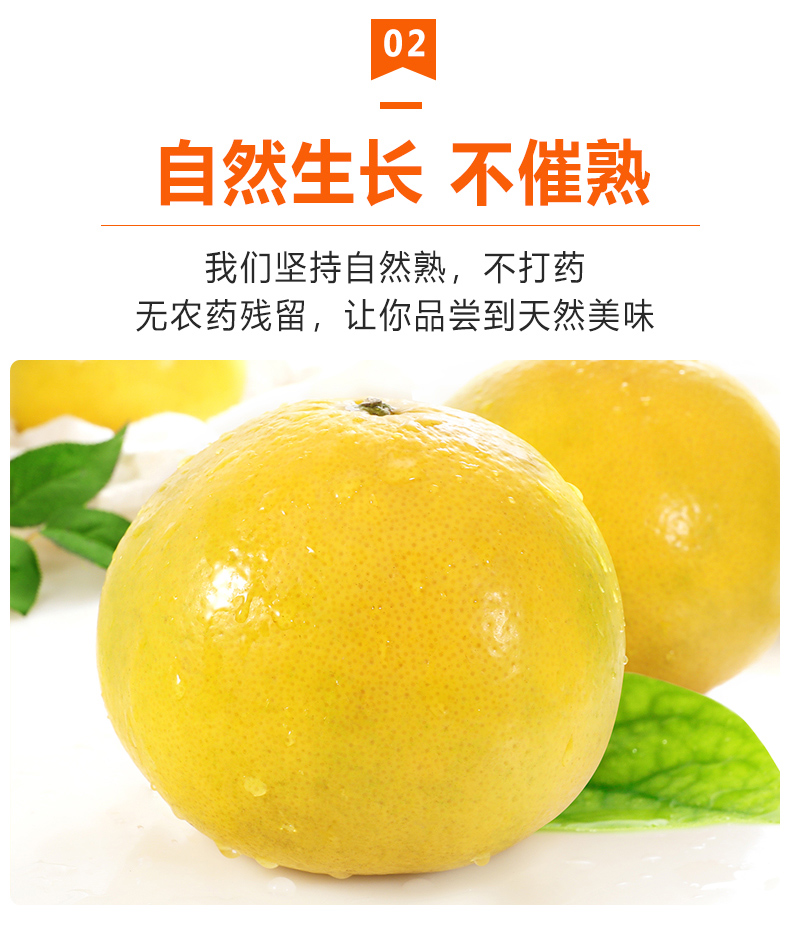 现货现摘常山胡柚正宗小柚子应季水果新鲜当季高山老树蜜柚柚子10斤中