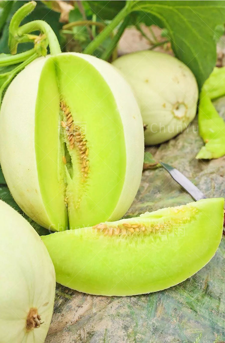 玉菇甜瓜种籽种子瓜种香瓜玉姑香甜四季白皮春季水果瓜类甜瓜种孑新玉