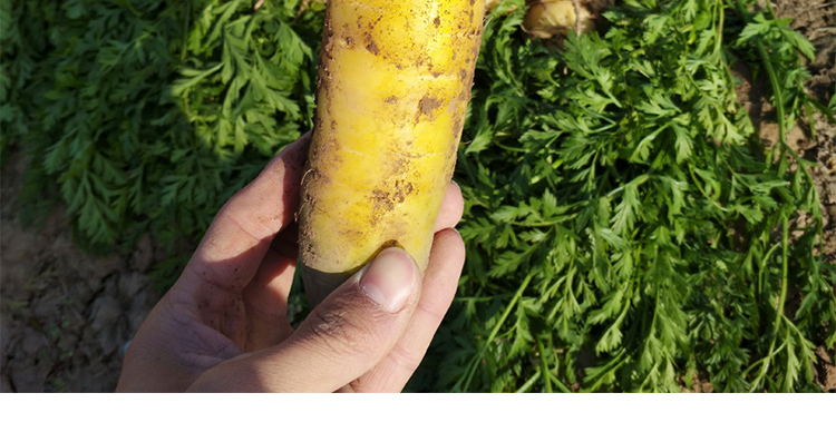 新鲜黄萝卜山西运城蔬菜新疆手抓饭黄萝卜18斤