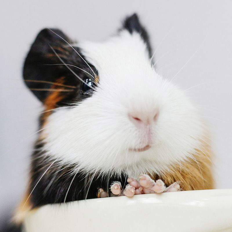 荷兰猪活物 何兰猪豚鼠荷兰兔活体用品黑豚彩豚 纯黑 纯白 运输笼 一