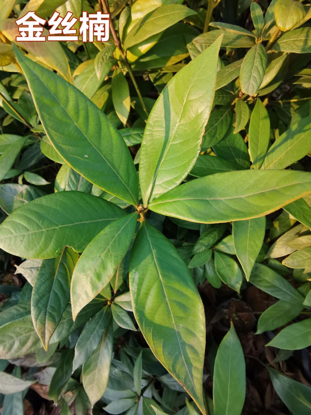 正宗金丝楠木苗小叶桢楠树苗名贵庭院门前树苗珍贵地栽批楠木苗发 90-
