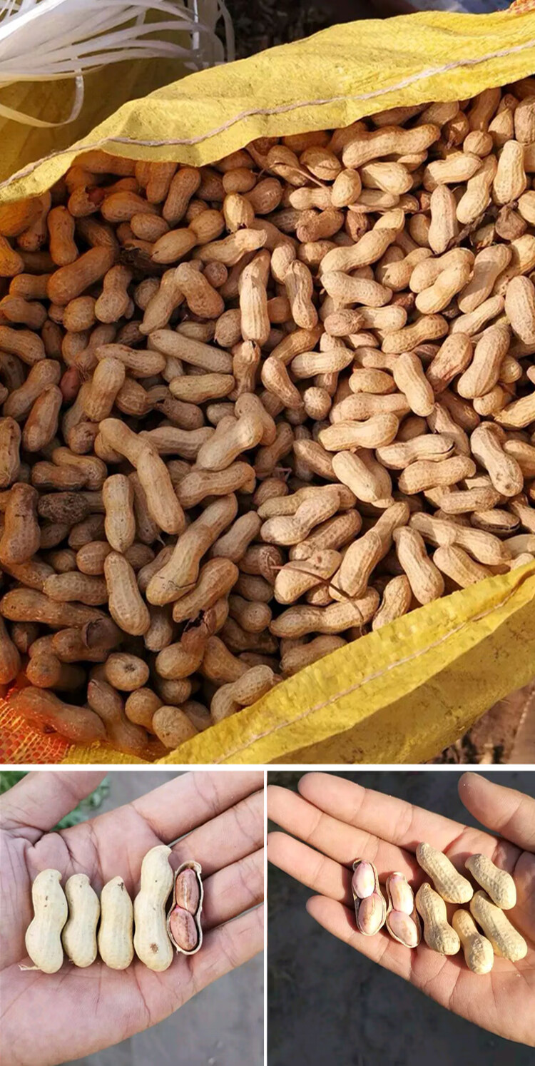 天府三号花生种子 农家自种带壳花生籽 抗病早熟白皮薄皮高产大田1斤