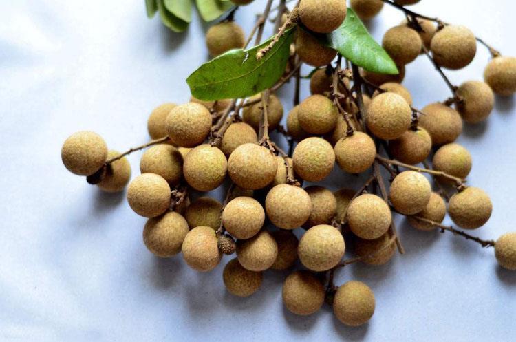 出售水果果树种子籽桂圆种子亦称龙眼种子营养丰富常绿乔木种子 一斤