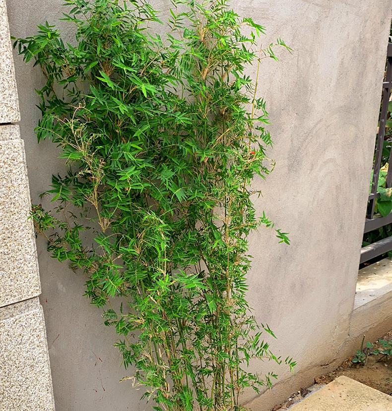 丛生凤尾竹盆栽竹子庭院观赏植物微型盆景米竹苗室内阳台四季常青 一