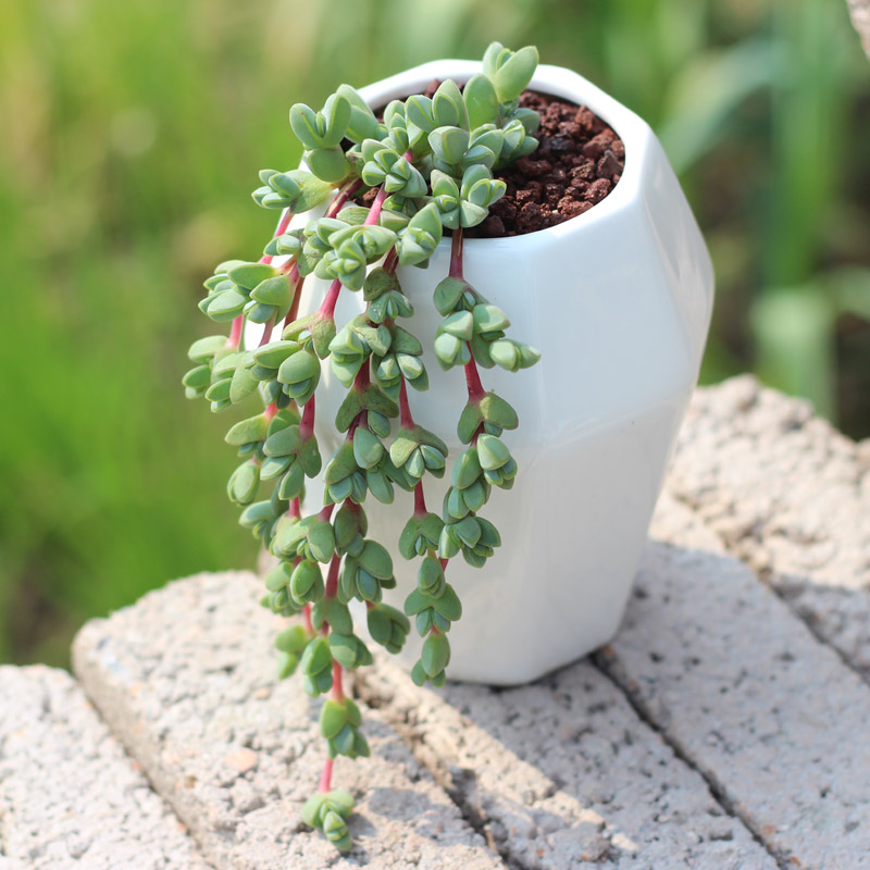 多肉植物组合盆栽碧玉莲吸财树老桩小球玫瑰山地玫瑰室内肉肉植物碧玉