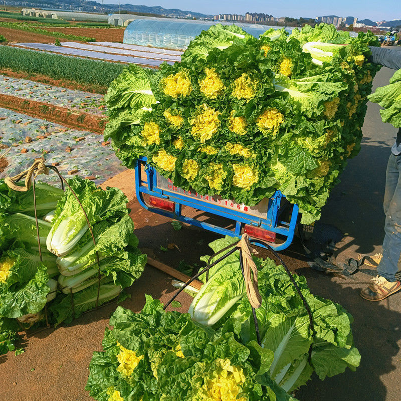 云南高原黄心白菜359斤农家现现发新鲜黄心大白菜当季蔬菜整颗黄心