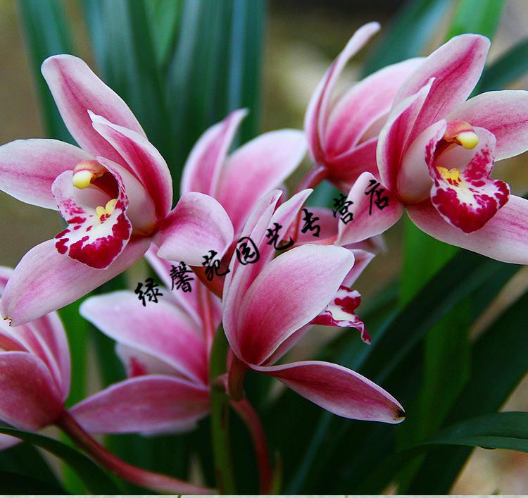 兰花【夜来香】矮种建兰盆栽室内四季花卉观花浓香型兰花苗 夜来香9苗