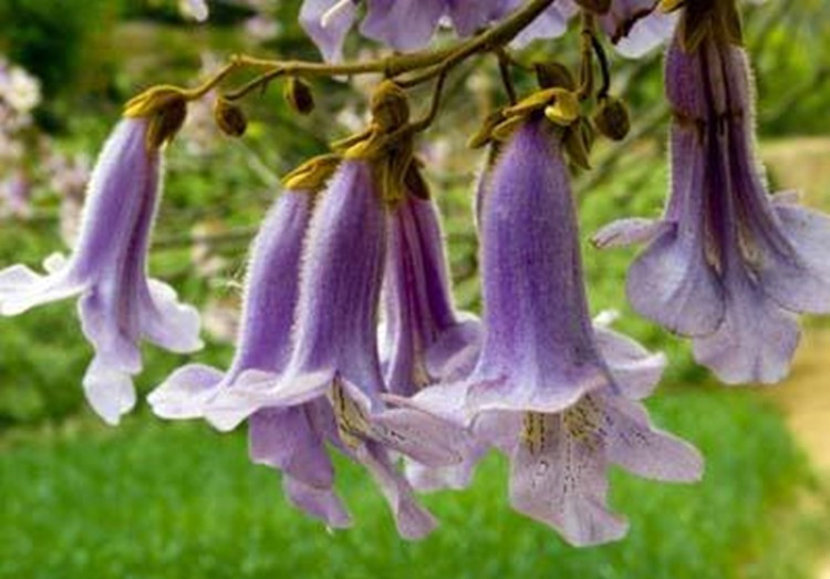 新品开花泡桐小苗兰考紫花泡桐大果泡桐中国梧桐树苗速生泡桐树根