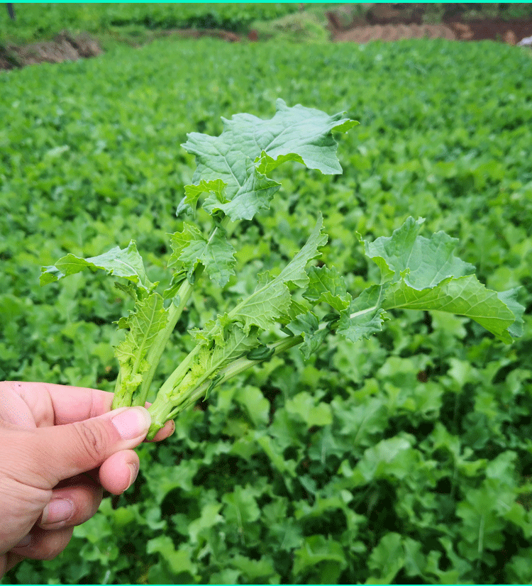 【现摘现发】四川油菜苔 新鲜小油菜 新鲜蔬菜油菜苗 绿色蔬菜青菜苔