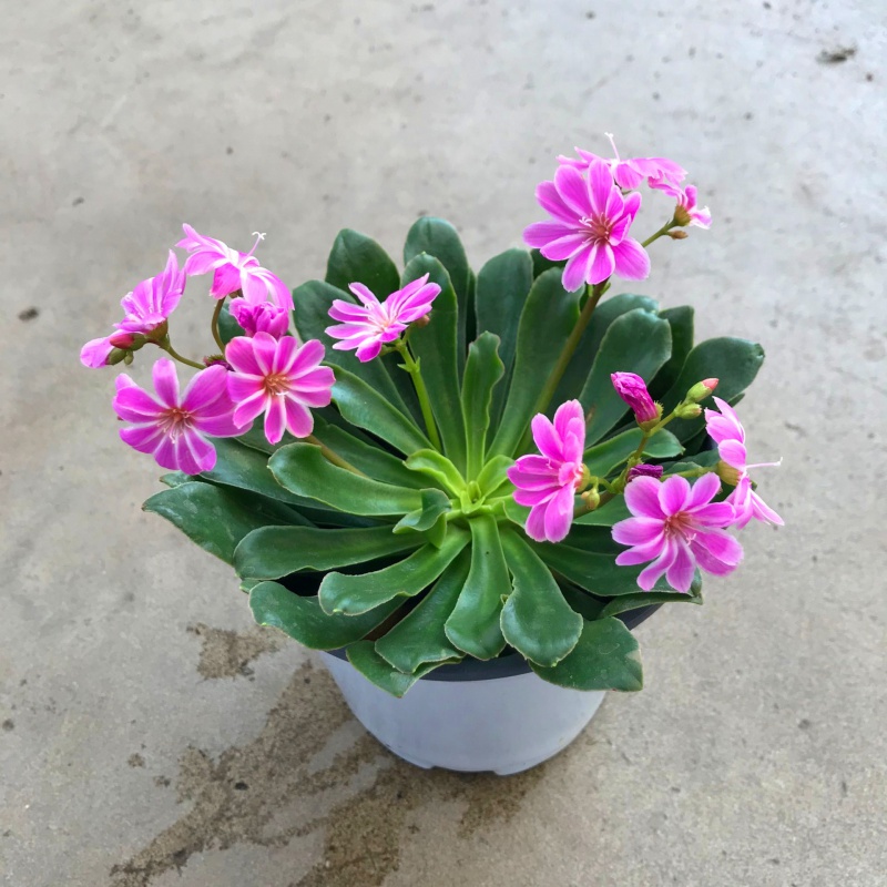 露薇花盆栽带花发货琉苇草盆栽阳台客厅四季开花植物好养 露薇花淡紫