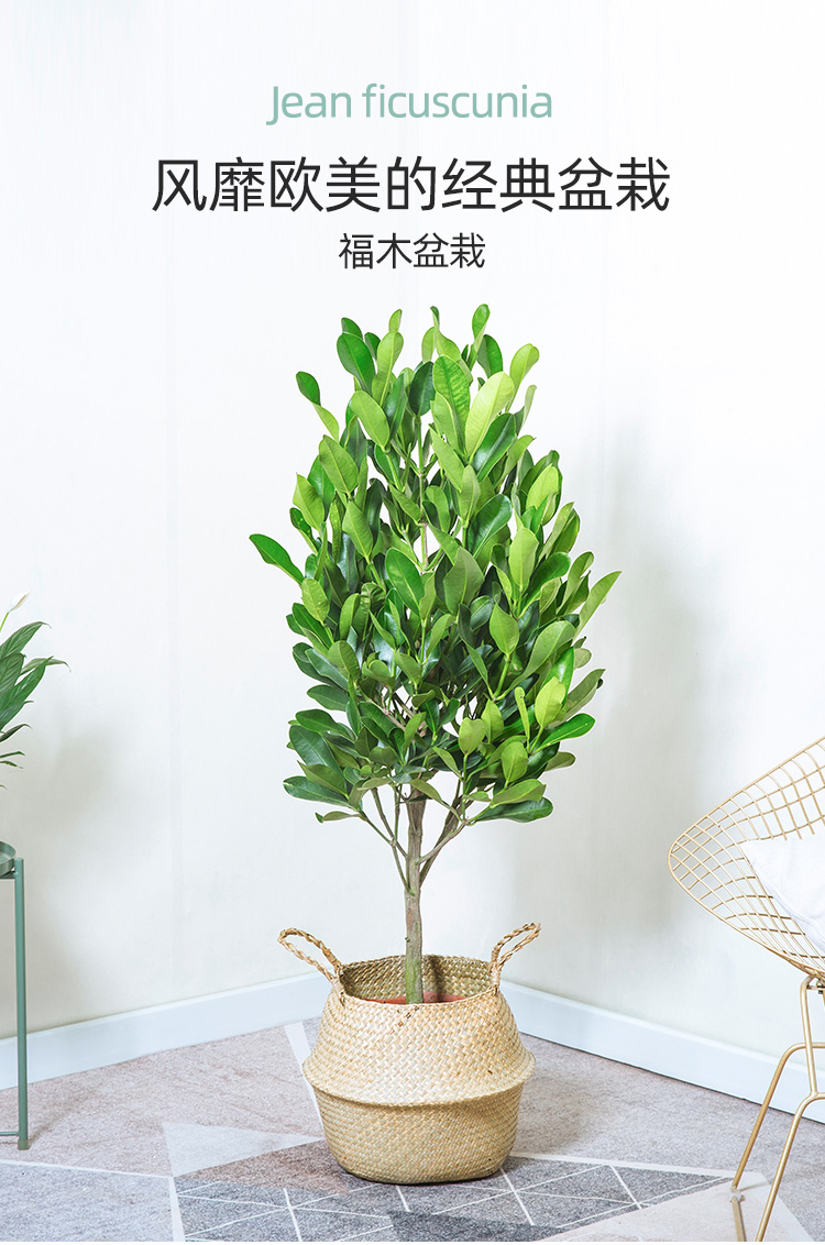 送货到家福木盆栽福树室内客厅大盆景四季常青观赏花易养寓意好风水术