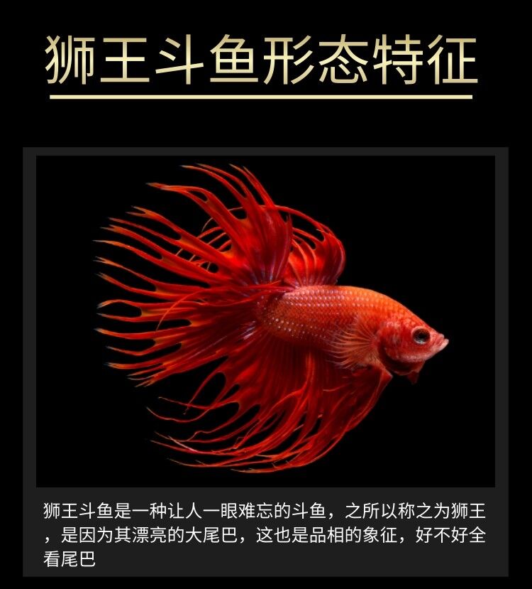 泰國鬥魚獅王半月馬尾母魚活魚好養觀賞魚活體寵物熱帶魚淡水魚 紅色