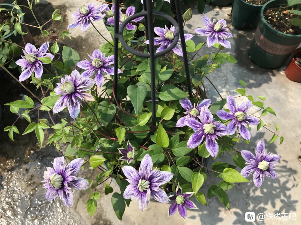 铁线莲约瑟芬新幻紫幸运符昼天使乌托邦庭院花园盆栽爬藤花卉植物