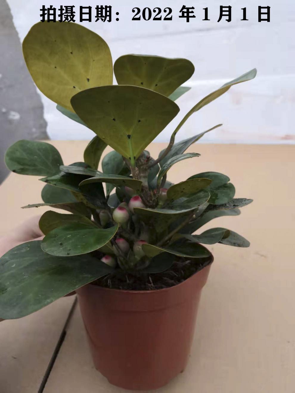 小盼菩提盆栽四季常青办公室桌面植物室内花卉绿植菩提树果实盆景菩提