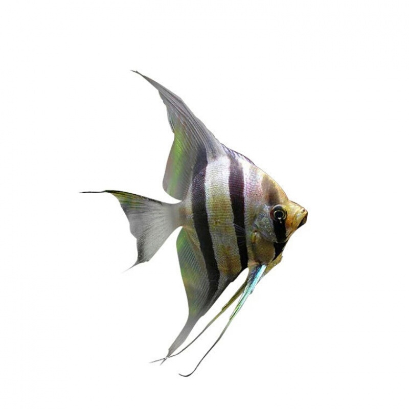 【京东推荐】燕鱼活体神仙鱼秘鲁鱼苗小型热带鱼观赏鱼水族宠物淡水鱼