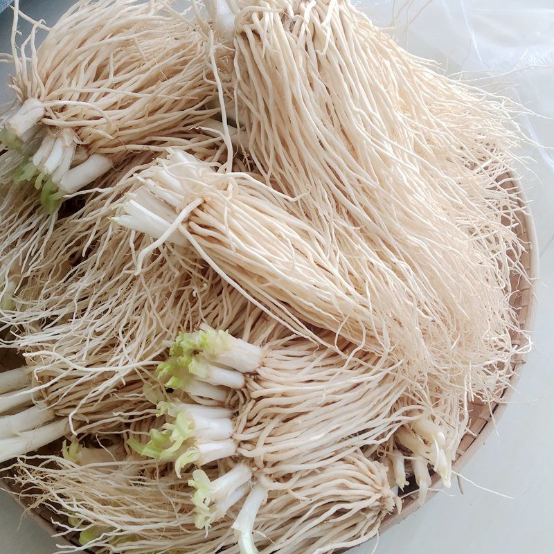 撇菜根 新鲜皮菜苤菜根 云南特产大叶韭菜 须子根 可种植腌制炖汤 2