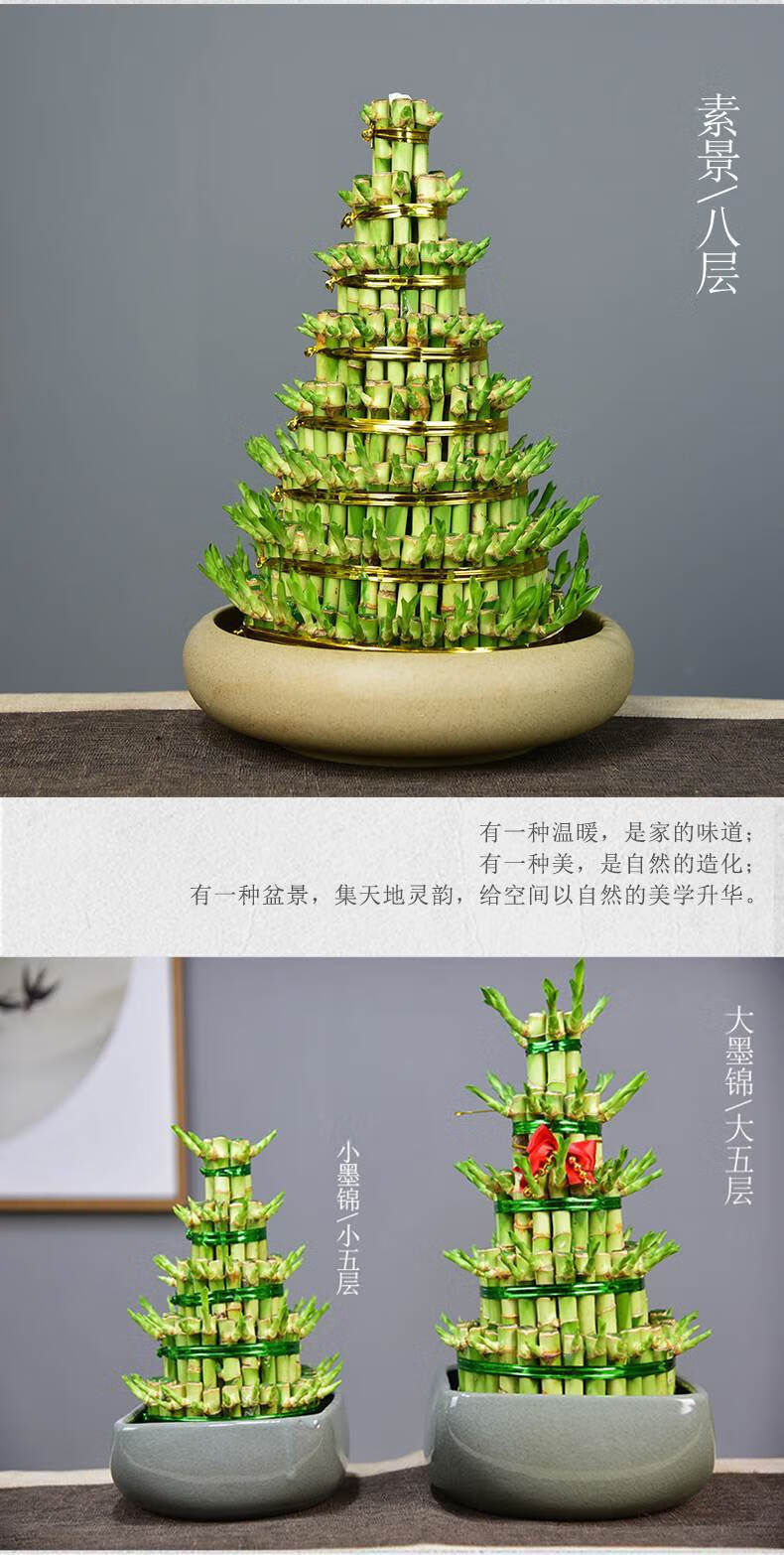 富贵竹水养植物盆栽节节高水培绿植造型竹塔室内办公盆景 五层塔竹