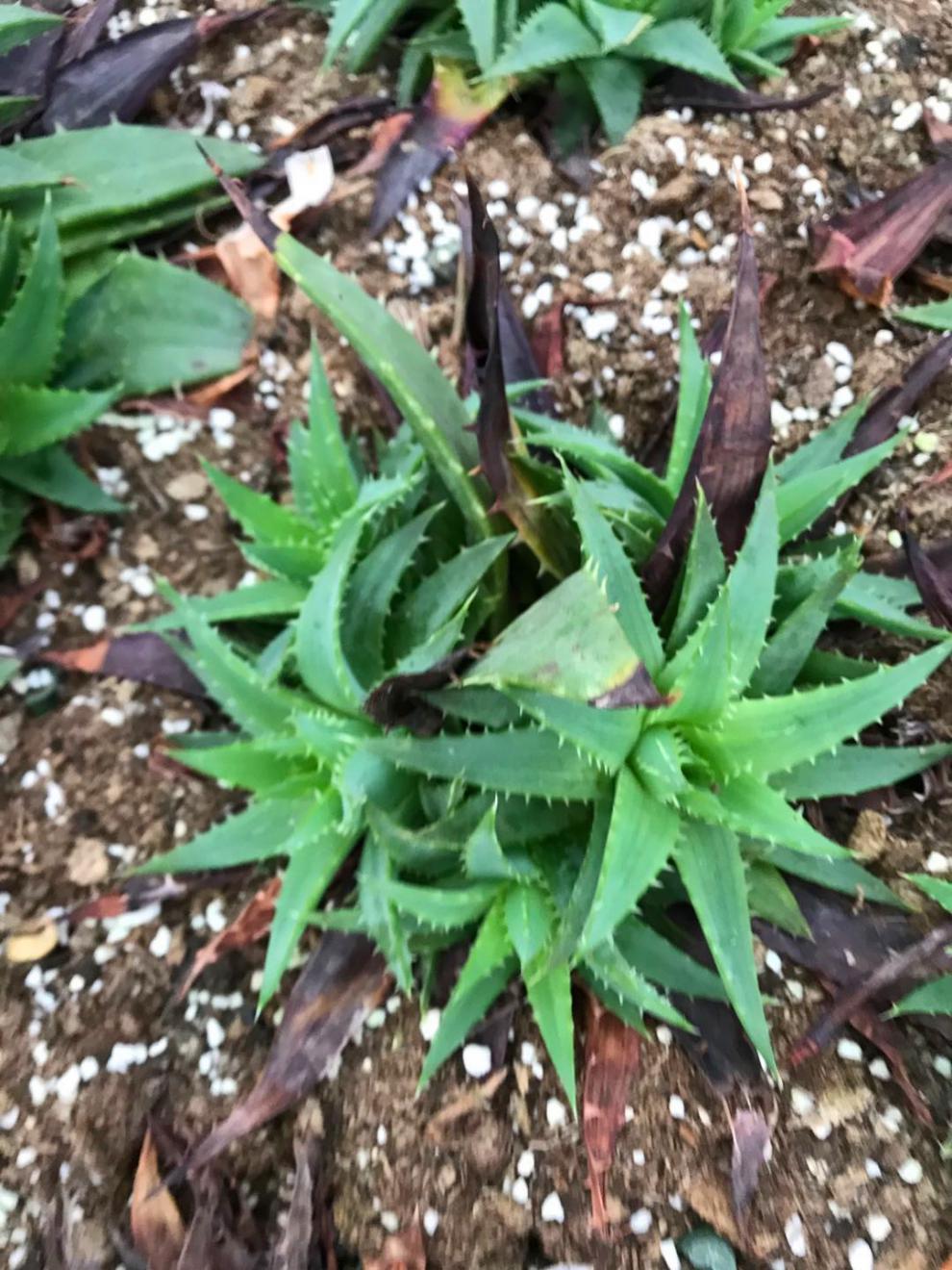 芦荟女王螺旋女王芦荟一物一拍旋转芦荟女王室内阳台绿植虎雀a17号