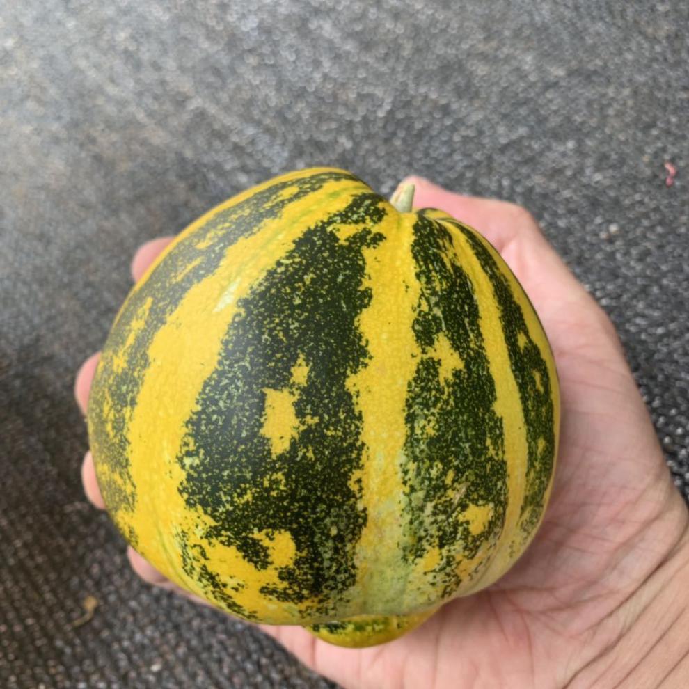 【年货精选】花皮香瓜1/5斤新鲜甜瓜水果怀旧香瓜花蕾香瓜八里香瓜