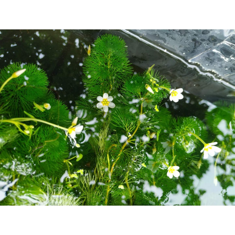 【京東推薦】蜈蚣草耐低溫懶人真水草魚缸造景裝飾淨水植物綠菊金魚藻