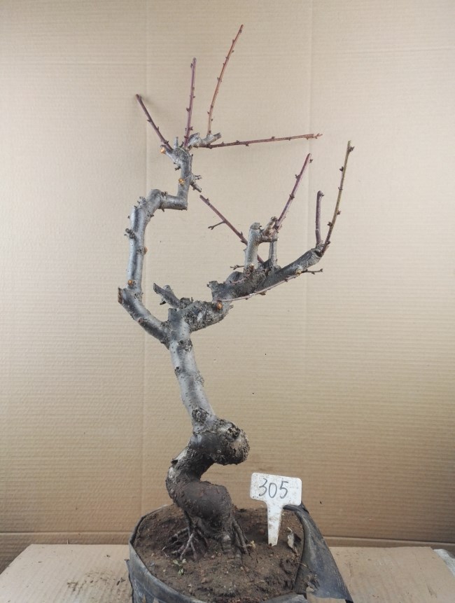 龙游梅游龙梅花盆景红梅花盆栽树桩老桩腊梅耐寒冬季开花植物 28年