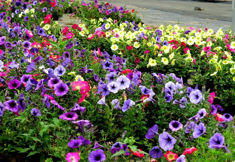 进口矮牵牛花种子四季种耐寒易发芽混色阳台盆栽绿化花卉种子 矮牵牛