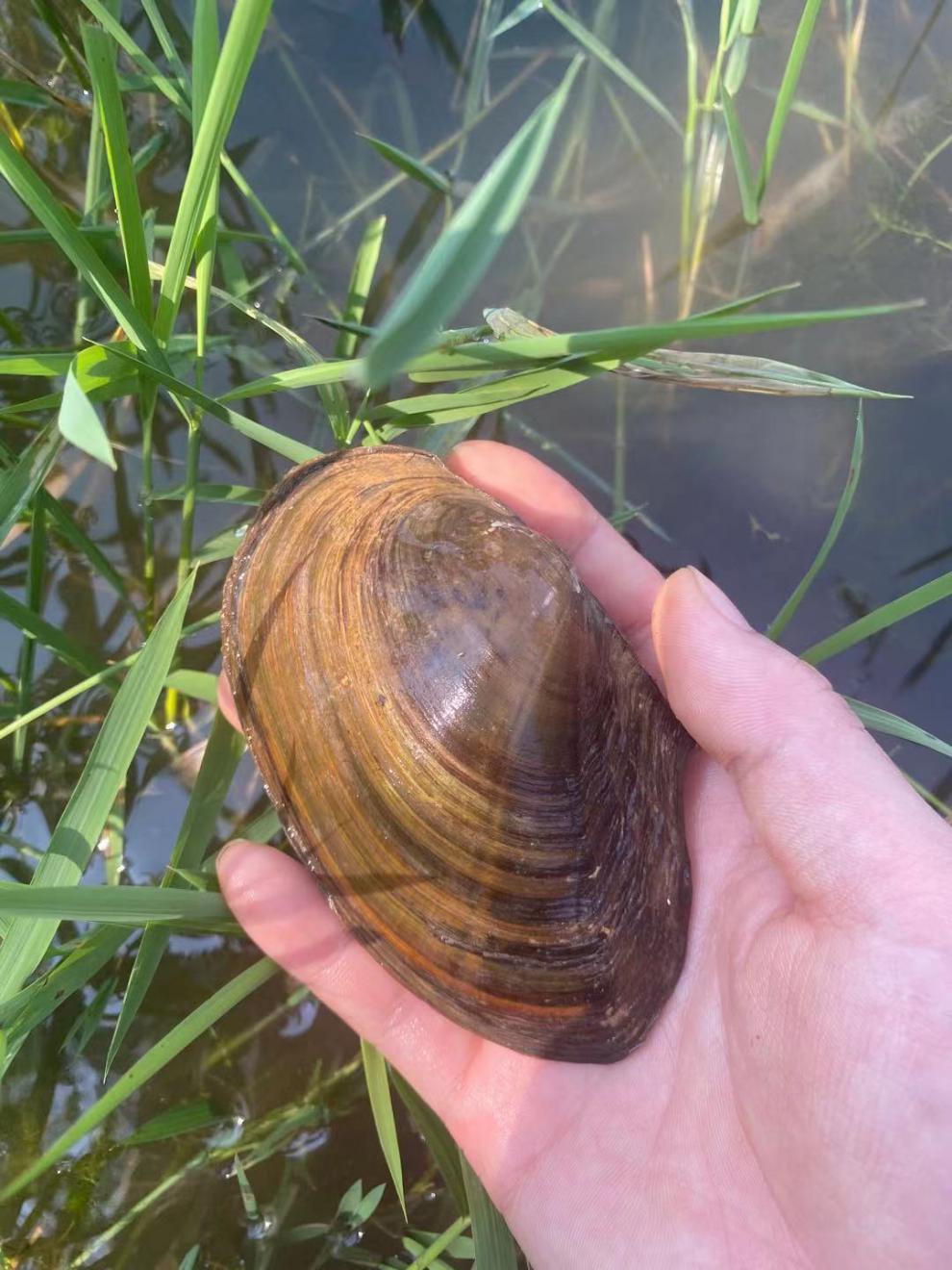 超大活體河蚌貝殼水族可觀賞食用鰟鮍繁殖淡水河蚌苗魚缸淨化水質10