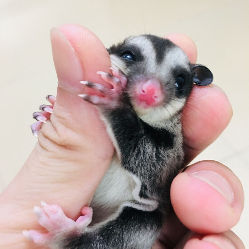 店鋪推薦澳洲蜜袋鼬活體幼崽公蜜袋鼬口袋寵物密袋鼯加飼養套餐4至6個