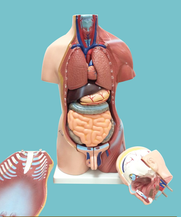 博科 人体解剖模型器官可拆卸医院用教学模型躯干系统结构图解剖 a款