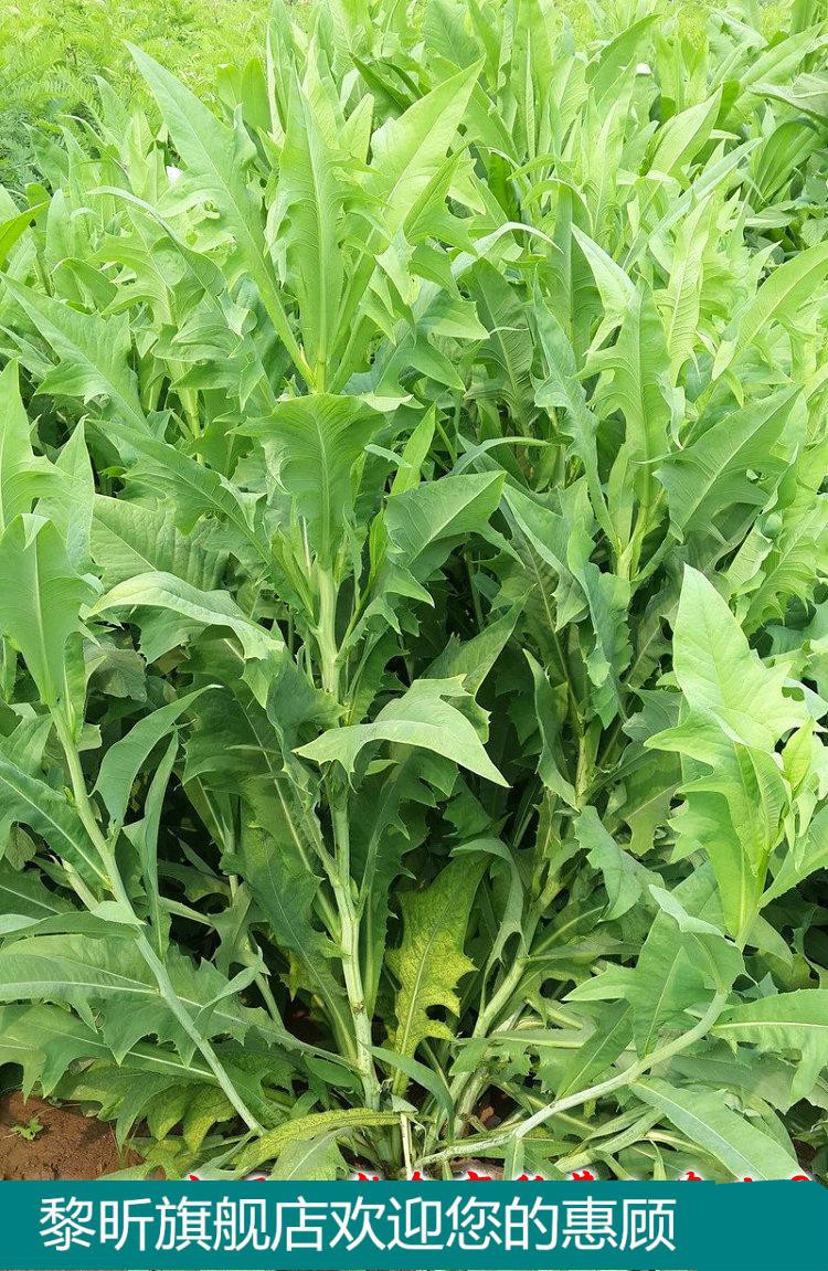 黎昕 饲用苦荬菜种子 牧草籽牛羊鸡鸭鹅兔鱼肥猪草买卖麦麻 南北方