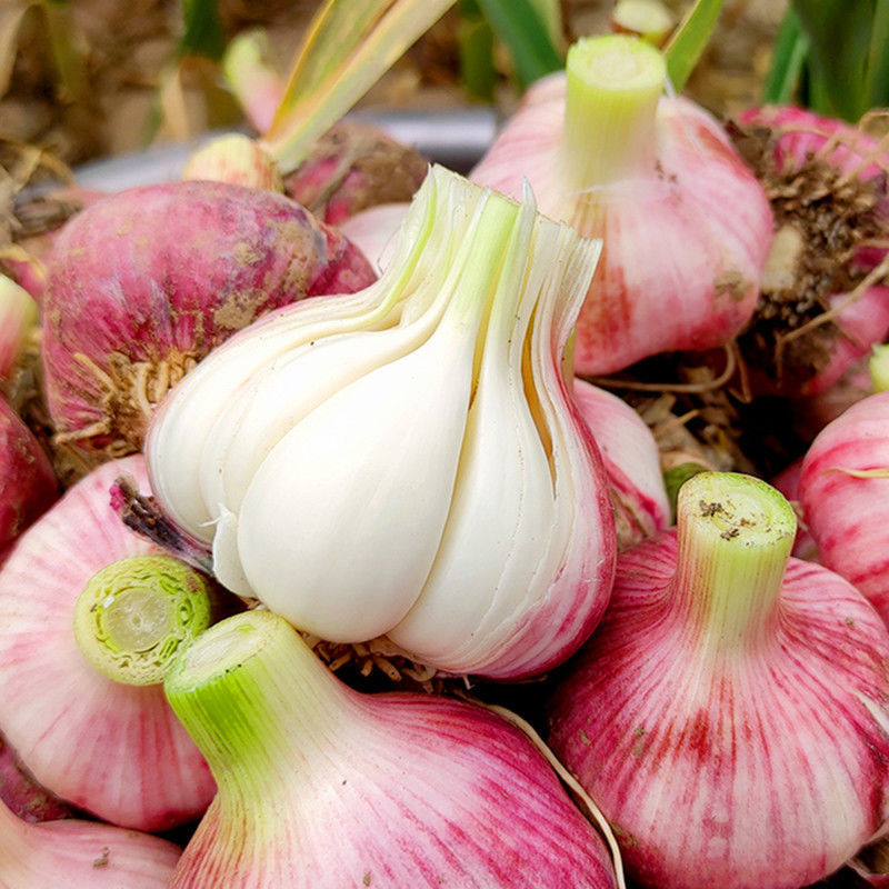 鲜蒜大蒜新鲜大蒜正宗紫皮大蒜红皮糖醋特大净重5斤大果