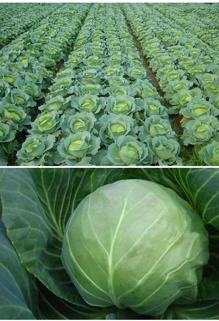 露天种特耐热耐高温 绿甘蓝包菜四季播抗病性好耐裂 夏阳甘蓝种子10克