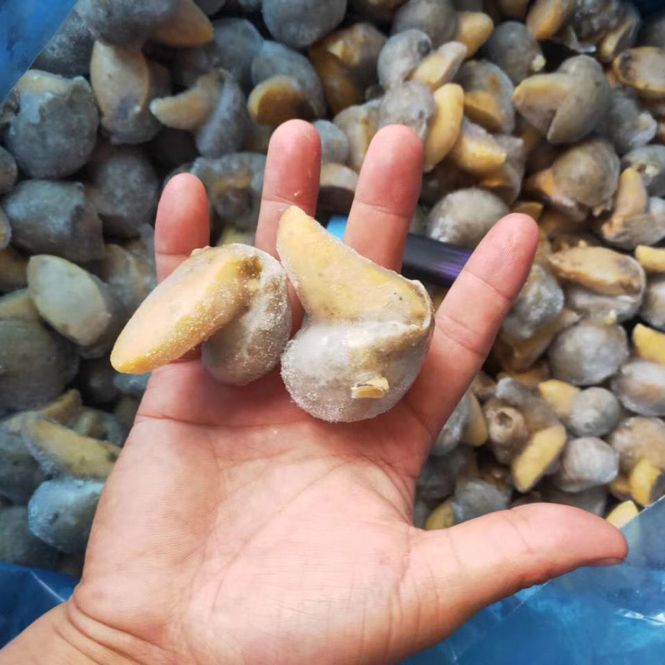 自家渔船捕捞假鲍鱼海蜗牛鲍鱼螺老婆脚肉质q弹未去壳四斤