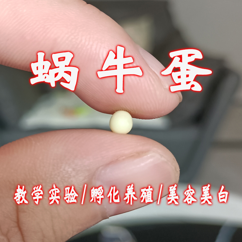 kjhgf白玉蜗牛卵蜗牛蛋可孵化孵化卵孵化蛋有生命的卵食用教学美容